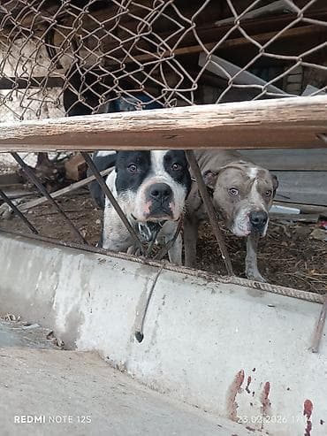 Аквариумдар: Питбуль, 2 жаш, Эркек, Эмделген — 4