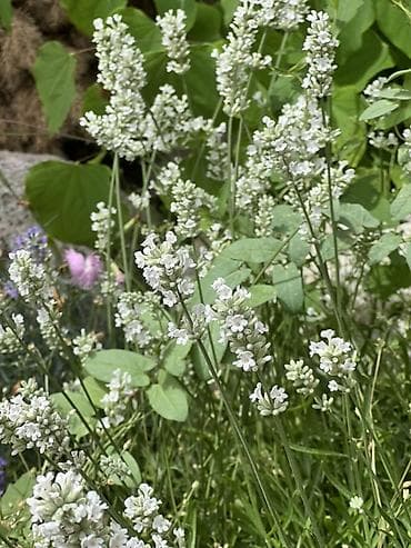 ваза для цветы: Белая и Сиреневая лаванда (Lavandula angustifolia, сорт с белыми — 2