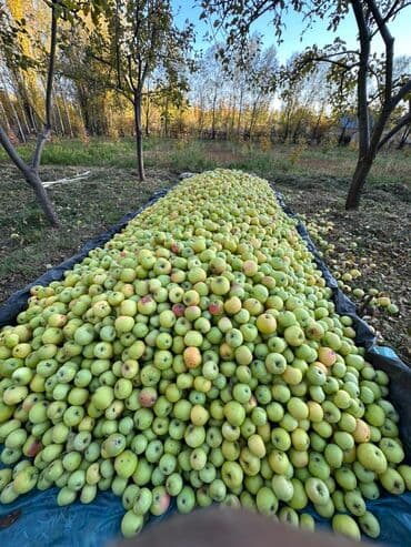 купить сейф бу в бишкеке: Яблоки Превосходное, В розницу — 1