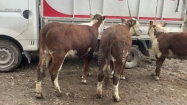 дойыный карова: Продаю | Корова (самка), Тёлка | Герефорд | На откорм, Для разведения, Для молока — 5