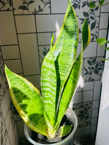 тачку садовую купить: Детки есть и большие цветы.пересадки не требуется, грунт идеальный в — 3