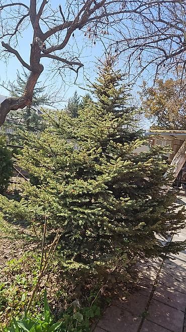 саженцы елки: Распродажа голубых елей! Высота 2 м, 3 м — 6