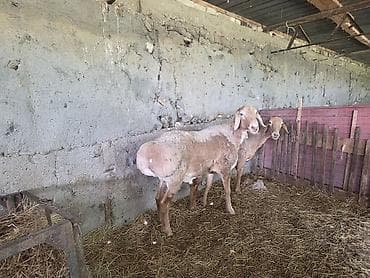 восточно европейские овчарки: Продаю | Овца (самка), Баран (самец) — 1