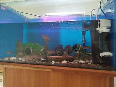 песок для аквариума: Аквариумный комплект с рыбами хромисы 17 ши подростки от 4 до 11 см - — 3