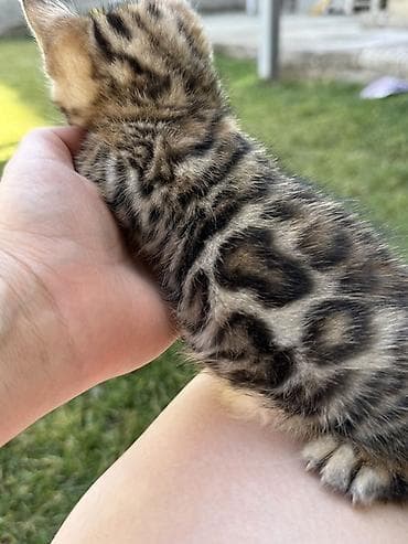 Үй жаныбарлары үчүн товарлар: Бенгал, 1 айлык, Эркек — 3