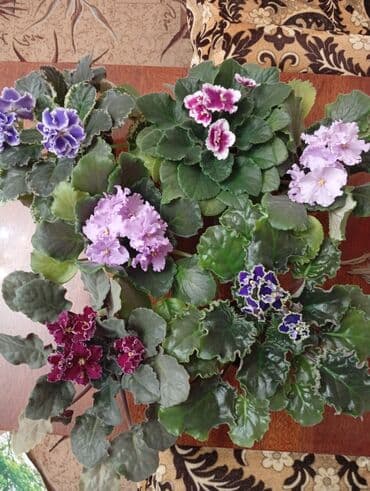 укорененные листики фиалок: Сенполии (фиалки) комнатные, крупные розетки с пышным цветением. На — 2