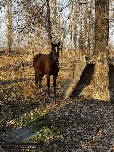 арабские лошади цена: Продаю | Кобыла (самка) | Для разведения — 1