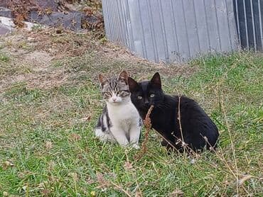 продам домик для кошки: Кошка даром: Беспородная, 5 месяцев, Мальчик — 2