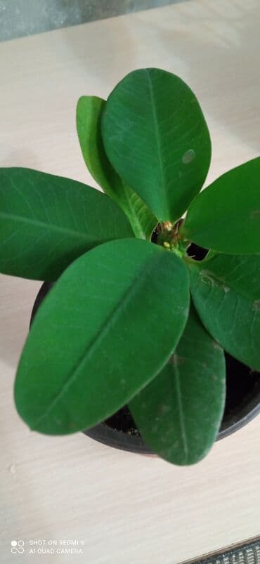 ежамалина кочот: Тайский молочай детка с бутонами — 1