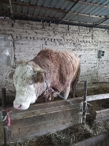 Ветеринар кызматы: Сатам | Бука (эркек) | Симментал | Бордоп семиртүү үчүн, Союуга, Көбөйтүү үчүн — 1