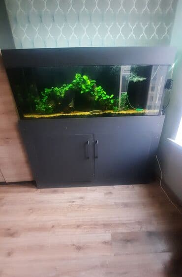 рыба малёк: Продаю запущенный аквариум на 400 л с тумбой в комплекте,из — 7