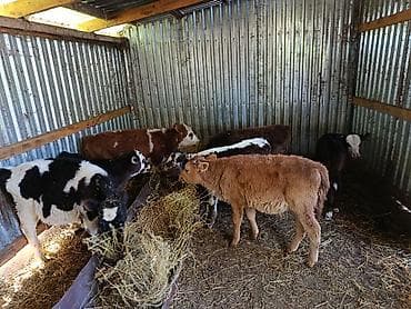 купить индюшат бройлеров: Продаю | Музоо, торпок | Полукровка | На откорм — 3