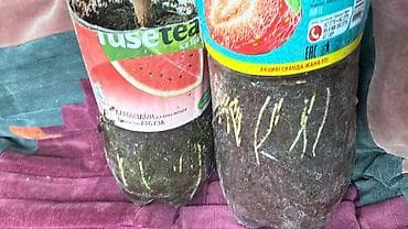 зеленый абрикос: Виноград 🍇 Аватар Сорт Аватар Виноград Саженцы количество — 2