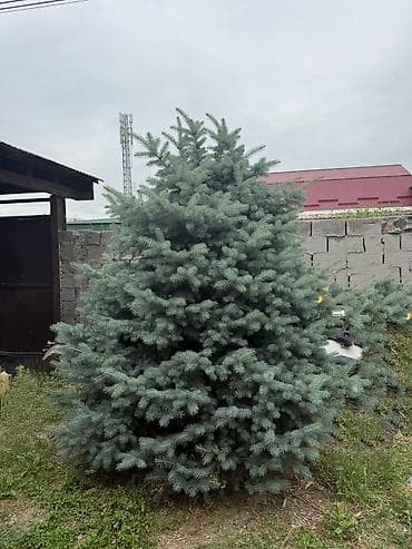 Ель голубая