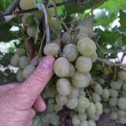 уголь шабыркуль в мешках: Саженцы винограда — 1