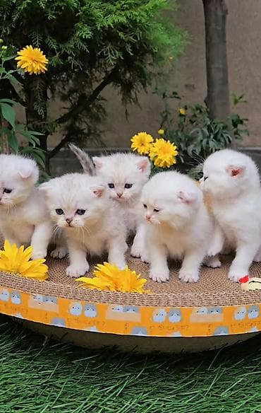 Шотландские котята от красивой пары. Предлагаем для бронирования — 4