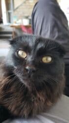 объявления о найденных собаках: Скотиш Фолд (Шотландская вислоухая), 2 года, Мальчик, Черный — 5