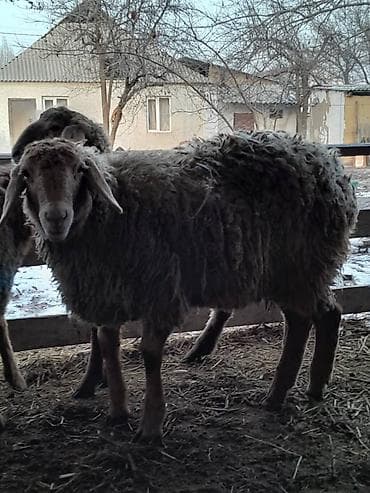 туз малга: Сатам | Кочкор (эркек) | Эдильбай, Арашан, Гиссар | Бычылган — 8