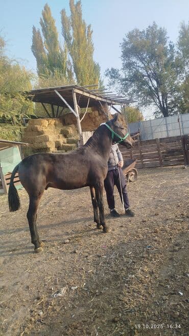 купить рабочую охотничью собаку: Продаю | Жеребенок | Рабочий — 3