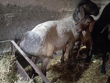 продаю баран арашан: Сатам | Кочкор (эркек) | Көбөйтүү үчүн | Асыл тукумдуу — 1