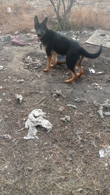 Немецкая овчарка, классического черно‑подпалого окраса 6 месяцев at lalafo.kg Немецкая овчарка, классического черно‑подпалого окраса 6 месяцев