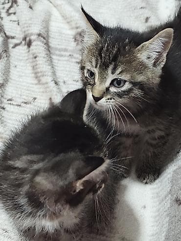 Вязка кошек: Котята домашние - На фото — пушистые котята серого и дымчатого окраса — 10