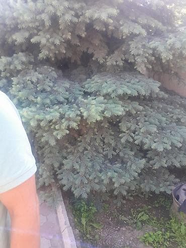 Ель голубая (Picea pungens, «Blue Spruce») для озеленения участка. -