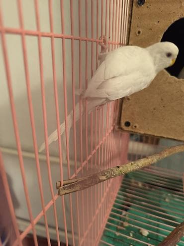 купить попугая волнистого: Волнистый попугай белый Особенности: - Окрас: полностью белый, тёмные — 2