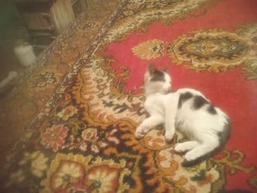 Маленький домашний котёнок, окрас белый с чёрными пятнами. Уши и хвост