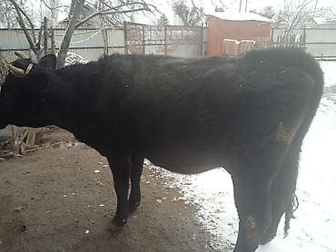 беде пресс: Продаю | Корова (самка) | На откорм, Для разведения — 1