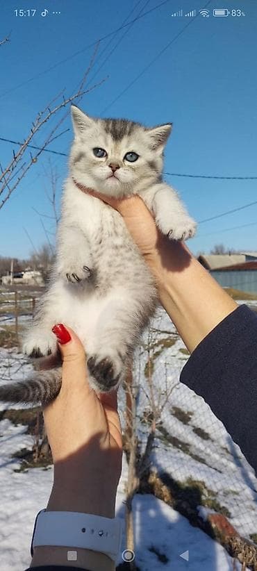 дабирман собака: Скотиш Страйт (Шотландская прямоухая), 1 месяц, Девочка, Серебристая шиншилла, Приучена к лотку, Проглистована — 2