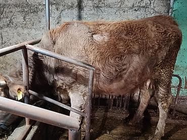 Аквариумдар: Сатам | Уй (ургаачы) | Симментал — 7