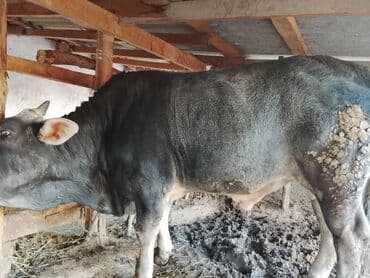 кошка домик: Сатам | Бука (эркек) | Бордоп семиртүү үчүн | Байланган — 1