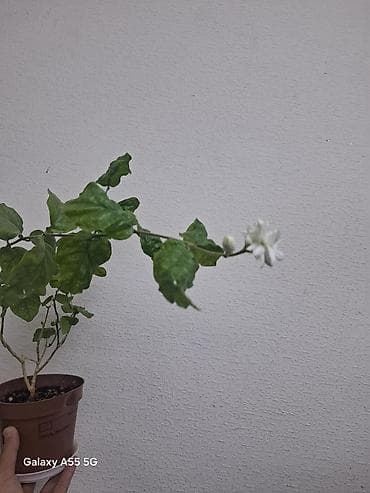 жасмин цветы: Жасмин самбак (Jasminum sambac), комнатное/балконное растение в — 8