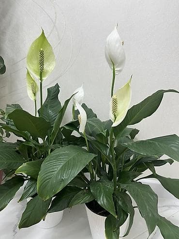 комнатные пионы купить: Комнатные растения в горшках: 1) Эпипремнум (потос) «Golden/Marble — 2