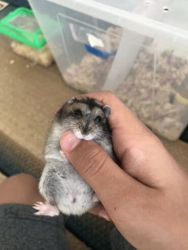 животные для дома: Продаю хомяков джунгарских, остались последние две штуки, мальчик и — 6