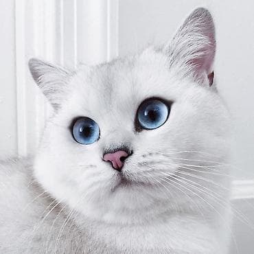 вязка кошка: Шотландские котята, окрас белый с дымчатым хвостиком и тёмными — 6