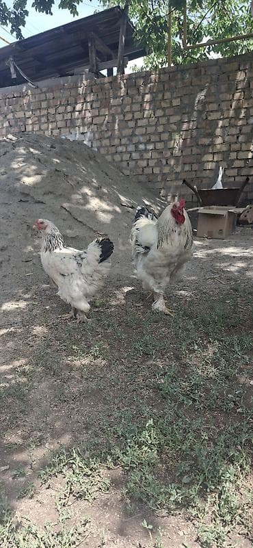 Животные: Продаю | Петух, Куры | Брама | Несушки, На забой, Для разведения — 2