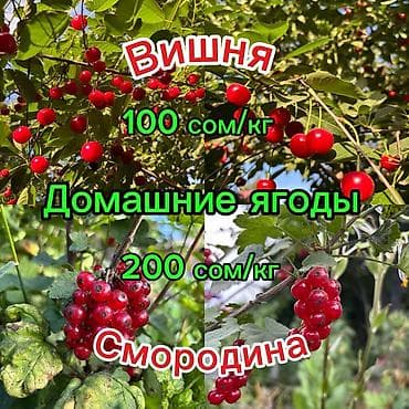 черный орех: Вишня В розницу, Самовывоз, Платная доставка — 1