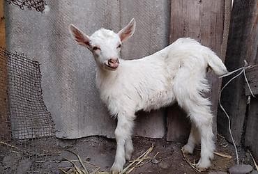 коозу кой: Продаю | Козлёнок | Зааненская | Для разведения | Племенные — 10