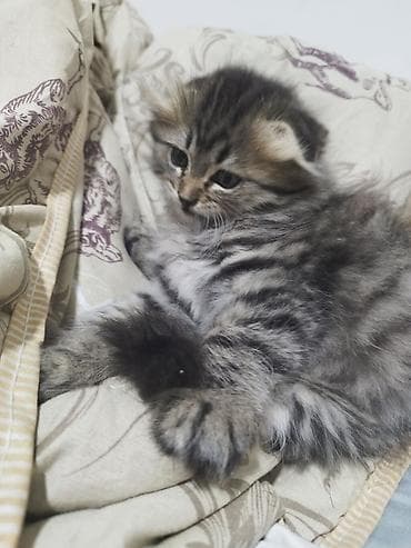 шотландский кошка: Скотиш Фолд (Шотландская вислоухая), 2 месяца, Девочка, Приучена к лотку — 3