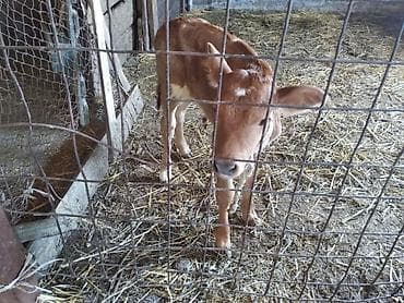 продаю кролятники: Продаю | Тёлка | Для разведения — 1