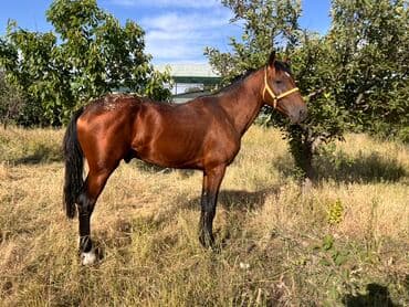 отдам породистую собаку в хорошие руки: Продаю | Жеребец — 2