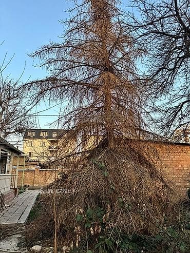 центр дрова: Отдам бесплатно сухие деревья на дрова (самостоятельный спил и — 1