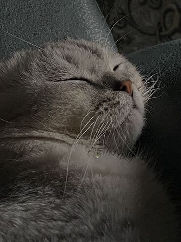 британский короткошерстный кот: Скотиш Страйт (Шотландская прямоухая), 1 год, Мальчик, Серебристая шиншилла, С документами — 8