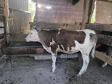 бык: Продаю | Тёлка | Алатауская | Для разведения | Не стельные — 8
