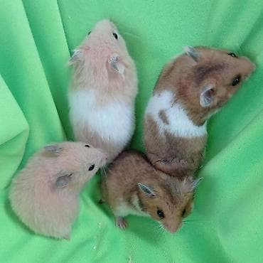 Аламанчыктар (хомяки): Продаются хомячки джунгарские, сирийские, ангорские пушистые хомячки — 7