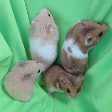 Башка жаныбарлар: Продаются хомячки джунгарские, сирийские, ангорские пушистые хомячки — 3