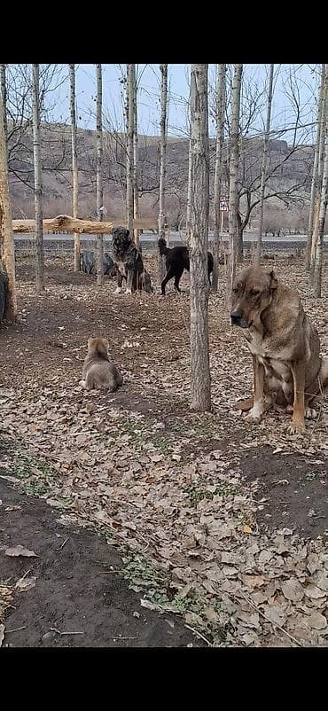 собаки продажа: . абориген. старотипная средниазиатская Щенки крупной рабочей породы — 6