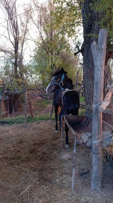 ит доберман: Продаю | Жеребец | Конный спорт — 3